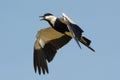 Spurr-Winged Plover in Flight Royalty Free Stock Photo