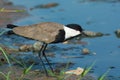 Spurr-Winged Plover on shore Royalty Free Stock Photo