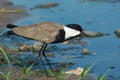Spurr-Winged Plover on shore