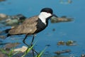 Spurr-Winged Plover on shore Royalty Free Stock Photo