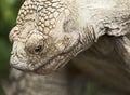 Spurred Tortoise Royalty Free Stock Photo