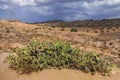 Spurs of the Atlas mountains, overgrown with cacti, rare palm trees