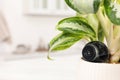 Spy camera hidden in flower pot indoors, closeup. Space for text Royalty Free Stock Photo
