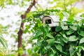 Spy Camera in the Shrub, Closeup Royalty Free Stock Photo