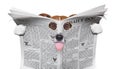 Spy dog reading a newspaper Royalty Free Stock Photo