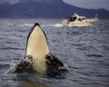 Spy Hopping Orca Royalty Free Stock Photo