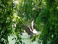 Spying on a Goose Royalty Free Stock Photo