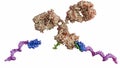 a SpyTag-SpyCatcher complex with antibody molecule Royalty Free Stock Photo
