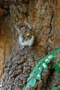 Sqirrel eating nut in tree Royalty Free Stock Photo