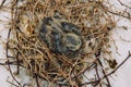 Squab baby dove in bird`s nest waiting for its parents to bring food