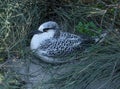 Young red-tailed tropicbird Phaethon rubricauda of Madagascar Royalty Free Stock Photo