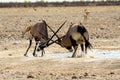 Squabbling at the waterhole Royalty Free Stock Photo