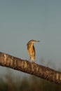 Squacco Heron