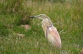 Squacco heron (ardeola ralloides) Royalty Free Stock Photo