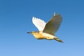 Squacco Heron / Ardeola ralloides Royalty Free Stock Photo