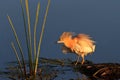 Squacco Heron (Ardeola ralloides) Royalty Free Stock Photo