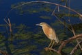 Squacco Heron (Ardeola ralloides) Royalty Free Stock Photo