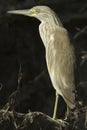 Squacco Heron / Ardeola ralloides