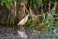 The squacco heron Ardeola ralloides in the Danube Delta Biosphere Reserve in Romania Royalty Free Stock Photo