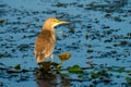 Squacco Heron Ardeola ralloides in Danube Delta, Romania Royalty Free Stock Photo