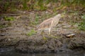 Squacco heron