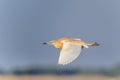 Squacco Heron (Ardeola ralloides) in flight. Royalty Free Stock Photo