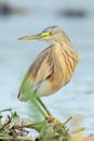 The squacco heron Ardeola ralloides standing on a floating island of reeds. Portrait of heron in the river Royalty Free Stock Photo