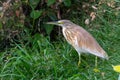 Squacco Heron Ardeola ralloides standing in grass by the water Royalty Free Stock Photo