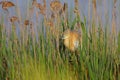 Squacco Heron (Ardeola ralloides).