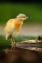 Squacco Heron, Ardeola ralloides, yellow water bird in the nature water green grass nature habitat, Hungary