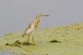 Squacco heron Royalty Free Stock Photo