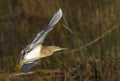 Squacco Heron captured in full flight Royalty Free Stock Photo