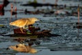 Squacco Heron fishing in a water lily field