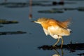 Squacco Heron fishing in a water lily field