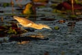 Squacco Heron fishing in a water lily field