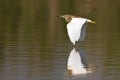 Squacco heron in flight Royalty Free Stock Photo