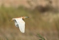 Squacco Heron in flight Royalty Free Stock Photo
