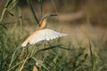 Squacco Heron in flight Royalty Free Stock Photo
