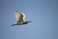 Squacco heron fliyng