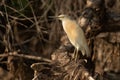 Squacco Heron , golden heron in wild environment Royalty Free Stock Photo