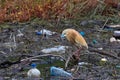 Squacco Heron at Kerkini Lake Greece Royalty Free Stock Photo