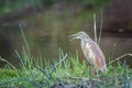 Squacco Heron in Kruger National park, South Africa