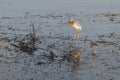Squacco heron landing on reeds in river marshland Royalty Free Stock Photo