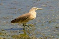 Squacco Heron looking for food / Ardeola ralloides Royalty Free Stock Photo