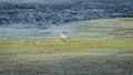 A squacco heron in the middle of the waters