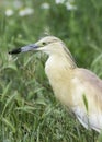 Squacco heron in natural habitat / Ardeola ralloides