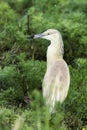 Squacco heron in natural habitat / Ardeola ralloides