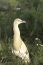 Squacco heron in natural habitat / Ardeola ralloides