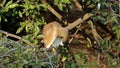 Squacco heron preening in a tree