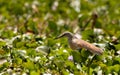 A Squacco Heron in itÃÂ´s habitat